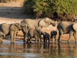 Elephant Family