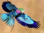 lilac breasted roller