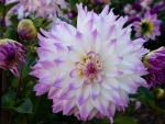 Dahlia