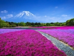 Mount Fuji landscape, Japan
