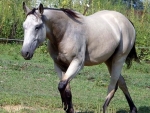 Buckskin Gelding