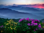 Sunrise on the sea of clouds with flowers