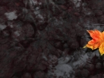 Floating autumn leaf
