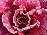 Red ice rose