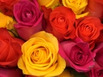 Lovely Roses