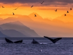 sunset whales