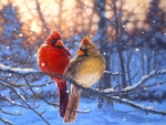 Love Birds in Winter