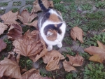 Cat and leaves