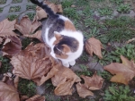 Cat and leaves