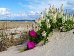 flowers on the beach