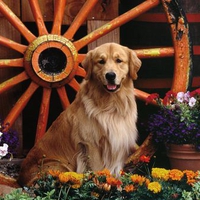 Golden Retrever Dog