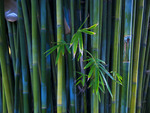 bamboo