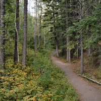 Forest Path Near Elbow Falls