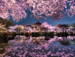 Sakura Scenery