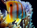 butterflyfish