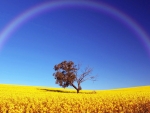 Rainbow Above The Field