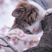 Sweet Cat in a Blossom Tree