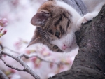 Sweet Cat in a Blossom Tree