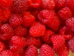 Lovely raspberries