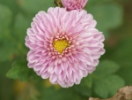 Chrysanthemum