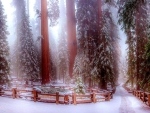 Sequoia National Park in Winter