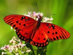 red butterfly