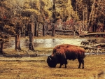 buffalo