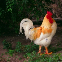 EL GALLO