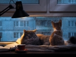 Cats by Window