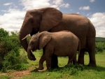 Asian Elephants