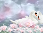 swan-romance