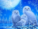 snowy owl