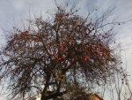 Apples in december