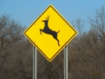 Rudolph's Reindeer Crossing :D