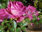 Pink Roses