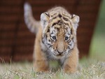 Baby Tiger cub   "Antares"