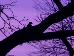 Hawk at Twilight