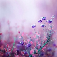 Little flowers in the ligth