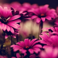 Hot Pink Flowers