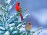 Winter cardinals