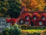 House Covered by Colorful Leaves in Llanrwst