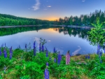 Lupine Flowers Along the Lakeside