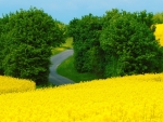 Yellow Summer Field