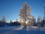 winter tree