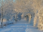winter scene