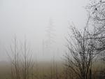 Foggy Field