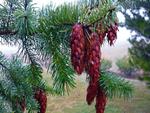 Douglas Fir Cones