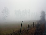 Foggy Lane