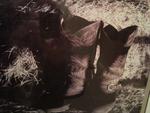 Cowboy boots