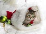 Kitten In The Stocking